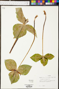 Trillium stamineum image