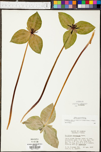 Trillium stamineum image