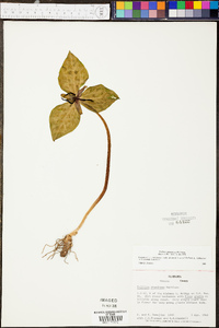 Trillium stamineum image