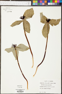 Trillium stamineum image