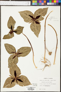 Trillium stamineum image