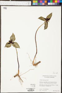 Trillium stamineum image