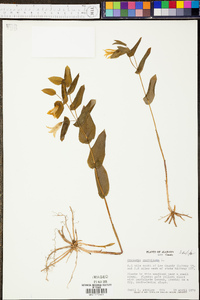 Uvularia perfoliata image