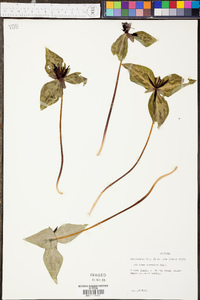 Trillium stamineum image