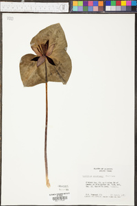 Trillium stamineum image