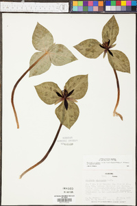 Trillium stamineum image