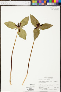 Trillium stamineum image