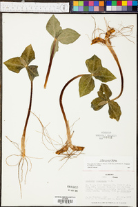 Trillium stamineum image