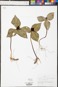 Trillium stamineum image