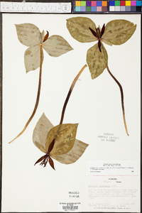 Trillium stamineum image