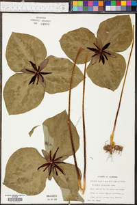 Trillium stamineum image