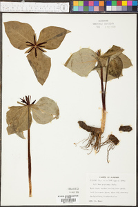 Trillium stamineum image