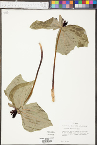 Trillium stamineum image