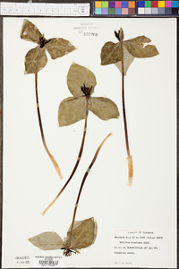 Trillium stamineum image