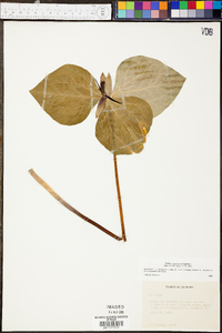 Trillium stamineum image