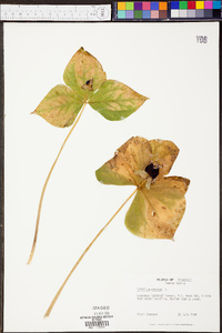 Trillium erectum image