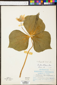 Trillium flexipes image