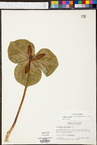 Trillium cuneatum image