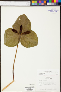 Trillium cuneatum image