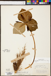 Trillium cuneatum image