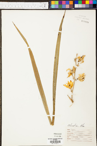 Yucca aloifolia image