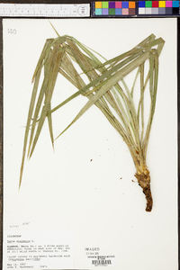 Yucca aloifolia image