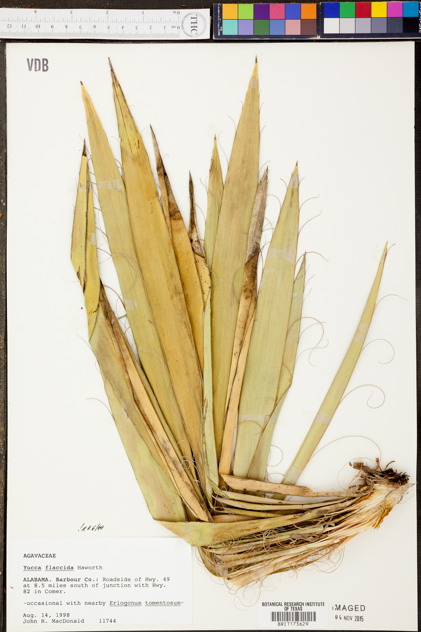 Yucca flaccida image