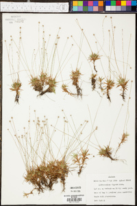 Lachnocaulon digynum image