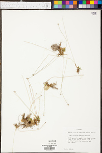 Lachnocaulon digynum image