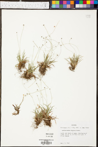 Lachnocaulon digynum image