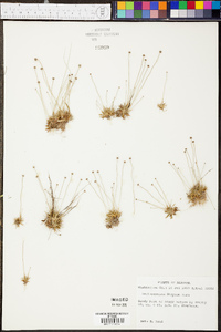 Lachnocaulon digynum image