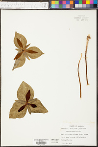 Trillium cuneatum image