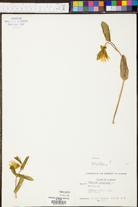 Uvularia perfoliata image