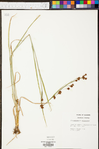 Rhynchospora glomerata image