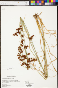 Rhynchospora glomerata image