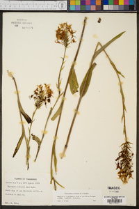 Platanthera ciliaris image