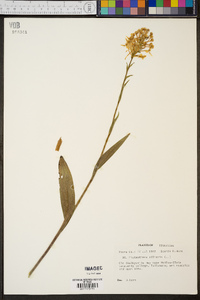 Platanthera ciliaris image