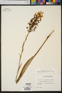 Platanthera ciliaris image