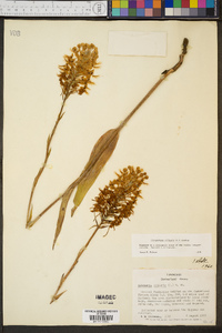 Platanthera ciliaris image