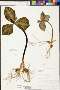 Trillium cuneatum image