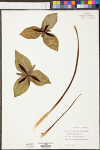 Trillium cuneatum image