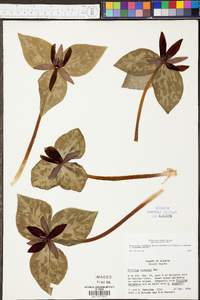 Trillium cuneatum image