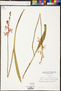 Calopogon tuberosus var. tuberosus image