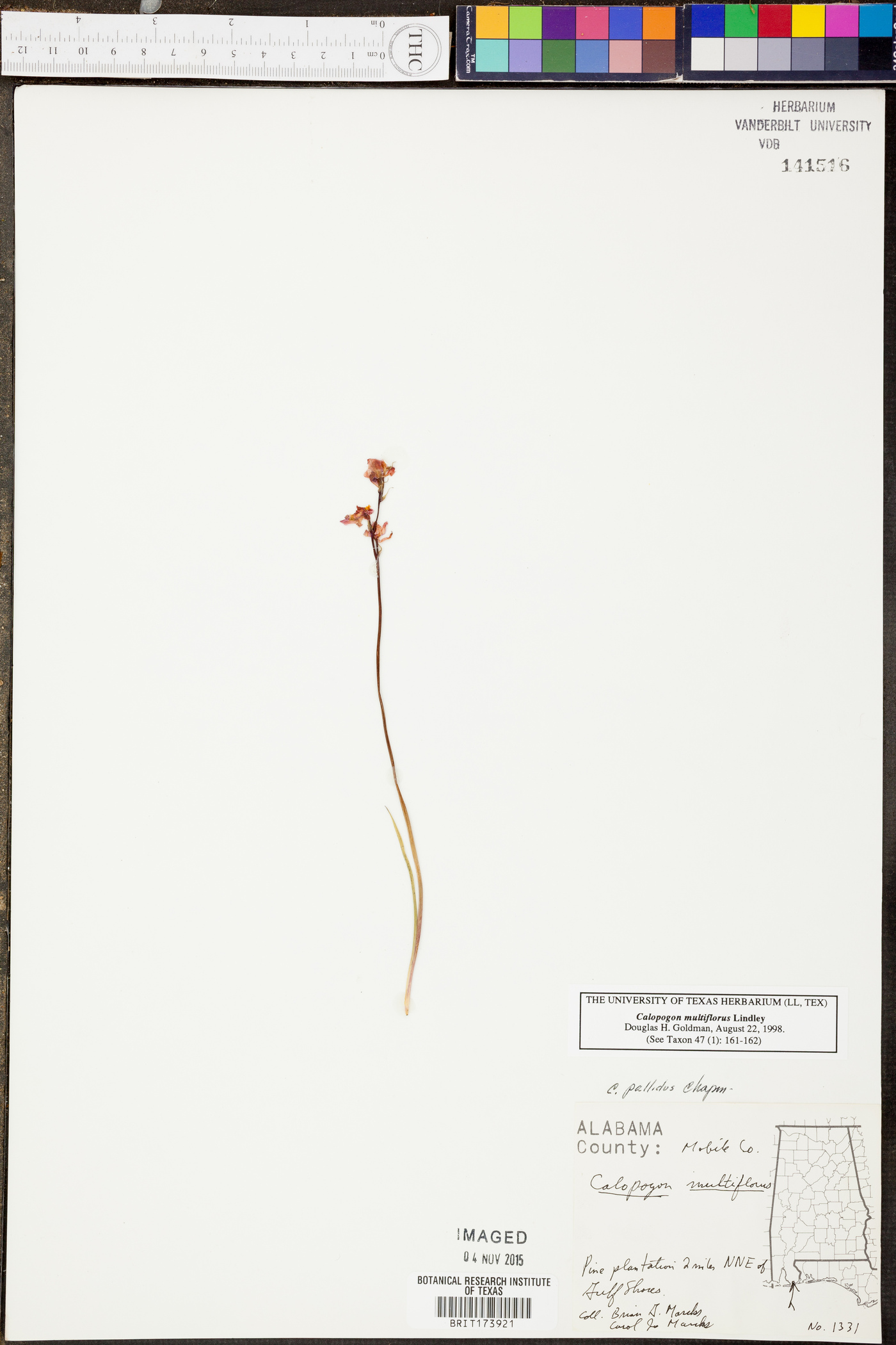 Calopogon multiflorus image