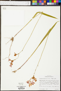 Calopogon tuberosus var. tuberosus image