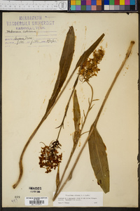 Platanthera ciliaris image