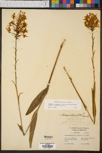 Platanthera ciliaris image