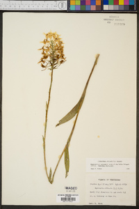 Platanthera ciliaris image