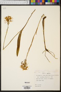 Platanthera ciliaris image