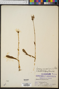 Platanthera clavellata image